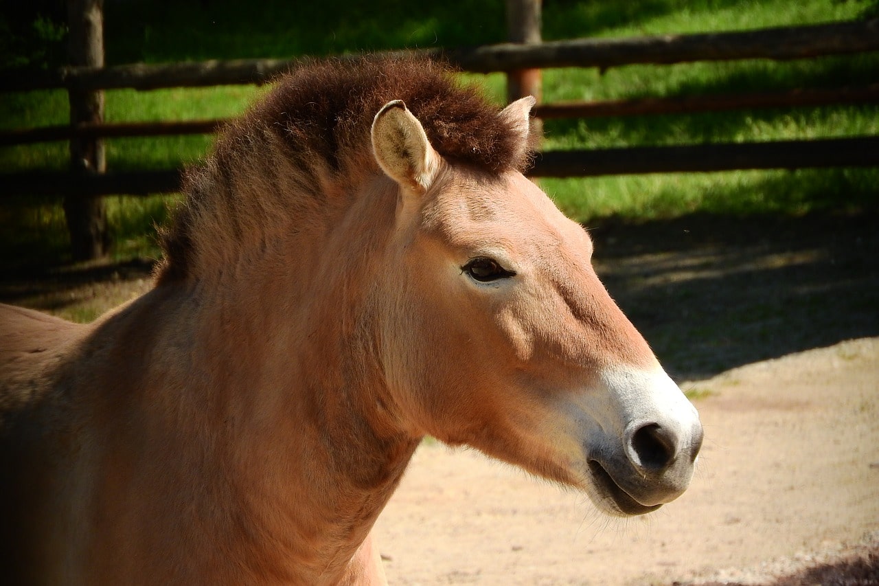 Лошадь Пржевальского клонировали для выживаемости вида