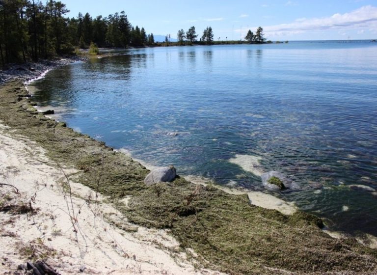 Водоросли байкала фото и названия