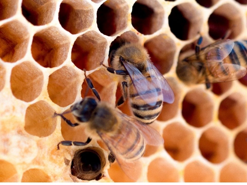 Пчелиный мор: почему исчезают пчелы и как их спасти