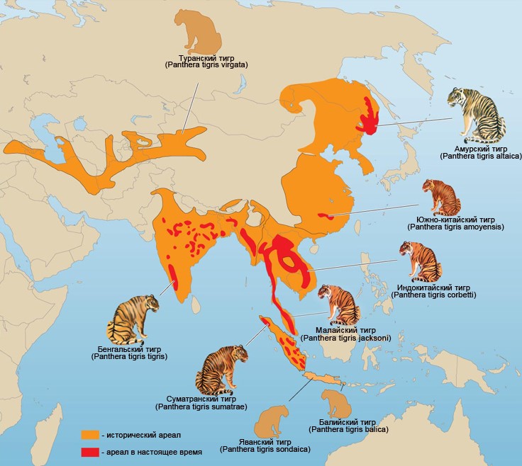 Ареал обитания тигра в начале прошлого столетия и в настоящее время