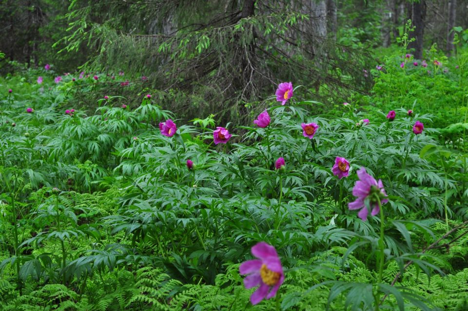 В лесах Коми цветет редкий северный пион, марьямоль. Фото: Алексей Алейников, 