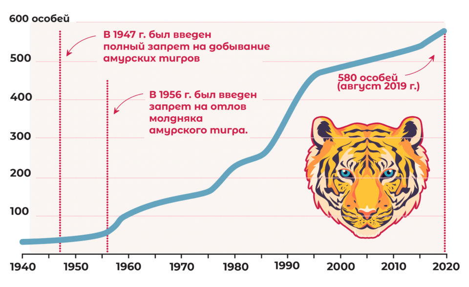 Динамика численности тигра в России