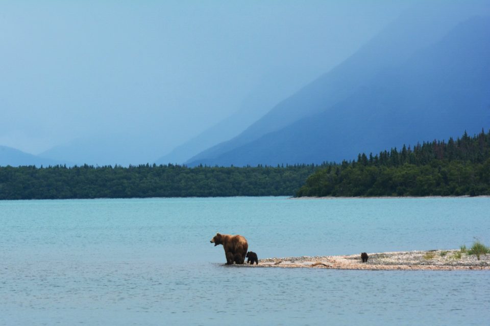 Медведица с медвежатами в национальном парке. Фото: Paxson Woelber, unsplash.com