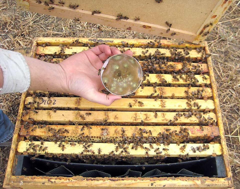 Чашка петри с грибом Metarhizium, который паразитирует на паразите пчел, клещах рода Varroa, и убивает их, защищая пчел. Фото: Nick Naeger/Washington State University