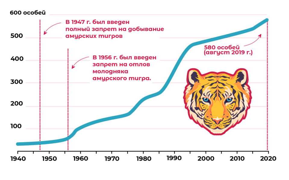 Амурские тигры расписание. Диаграмма численность тигра Амурского. Численность Амурского тигра. Рост численности Амурского тигра. Численность амурских тигров.