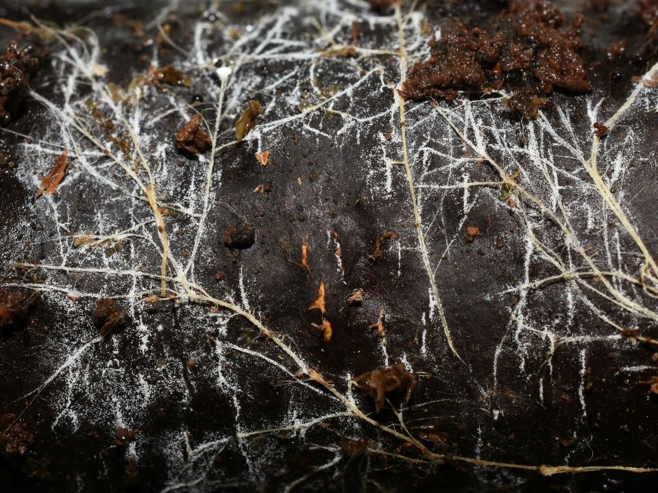 Так выглядят микоризные нити, связывающие деревья и грибницу. Фото: canva