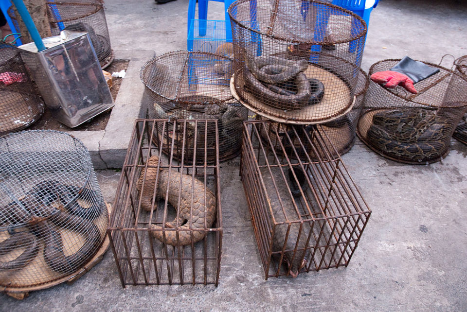 Нелегальный рынок диких животных в Мьянме. Источник: flickr, автор: 