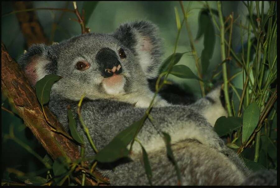 Коалы листья эвкалипта. Коала на эвкалипте. Коала эвкалиптовый мишка. Гигантская коала. Коала Мем.