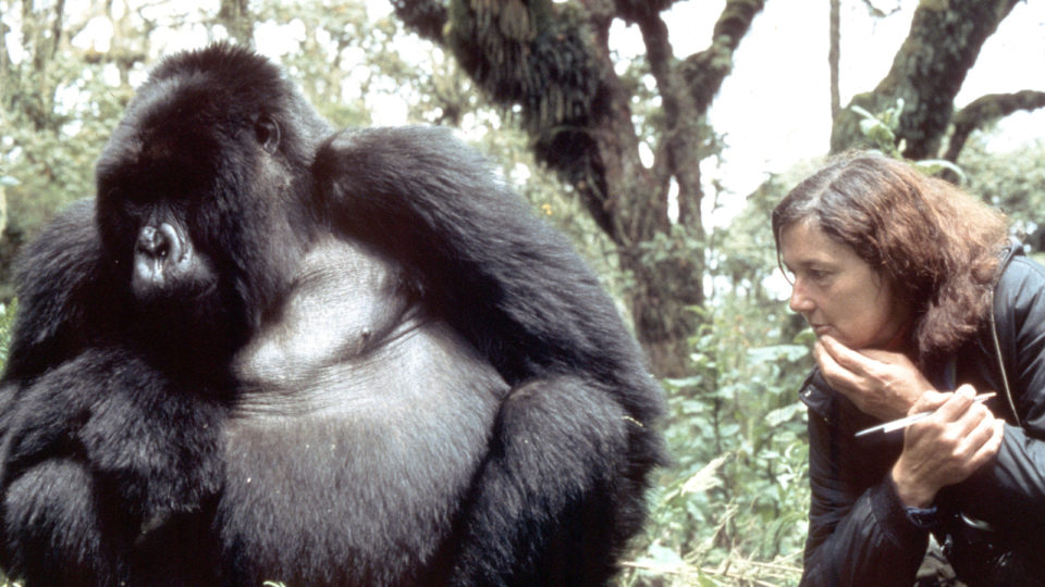 Дайан Фосси. Источник: Dian Fossey Gorilla Fund International