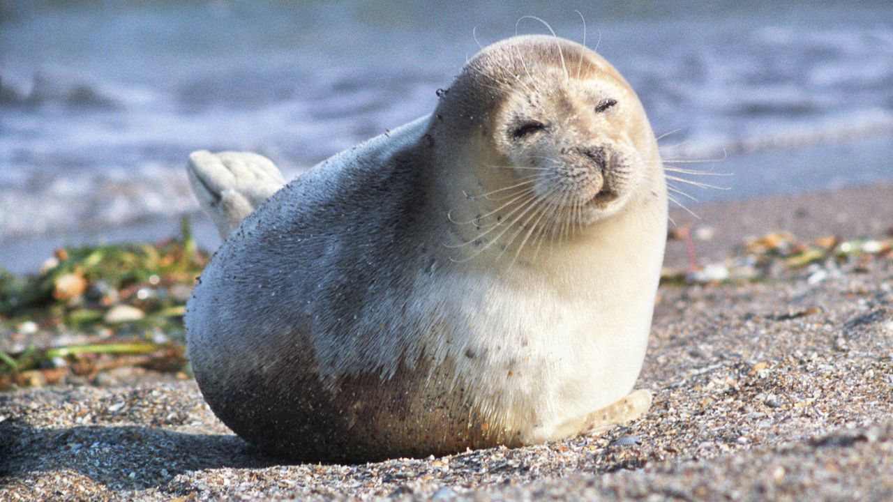 Слив телеграмм видео шкур фото 104