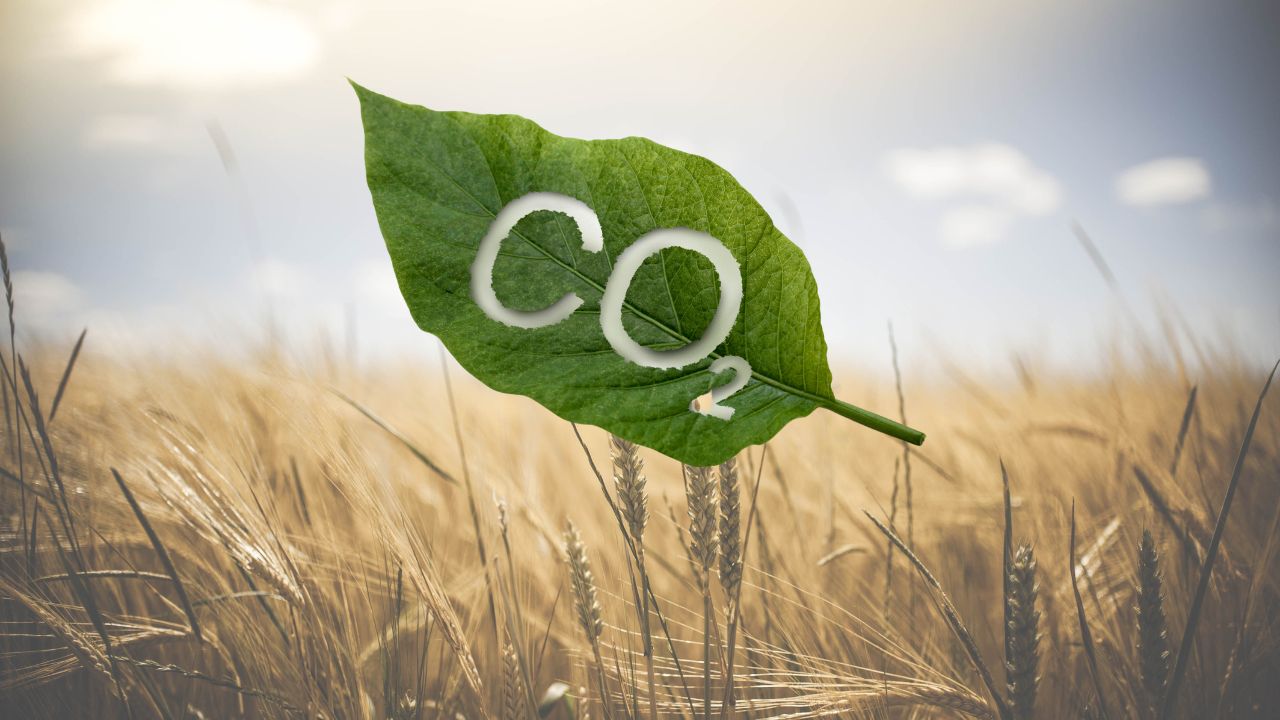 Ученые нашли способ производства пищевого белка с помощью фотосинтеза и CO2
