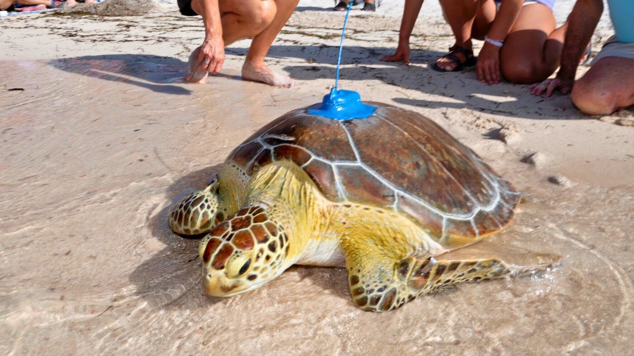 После реабилитации, морская черепаха отправляется в Tour de Turtles