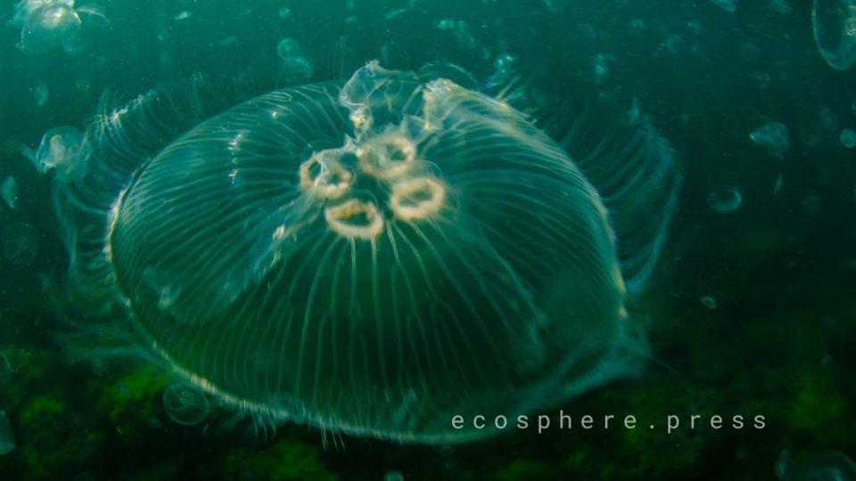 медуз аурелий (aurelia aurita).