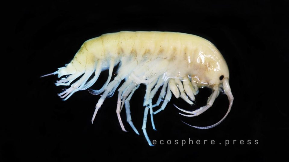 амфипода paraceradocus miersi