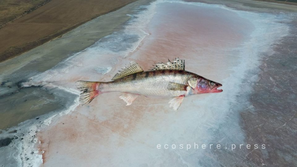 Азовское море теряет рыбное разнообразие на фоне осолонения