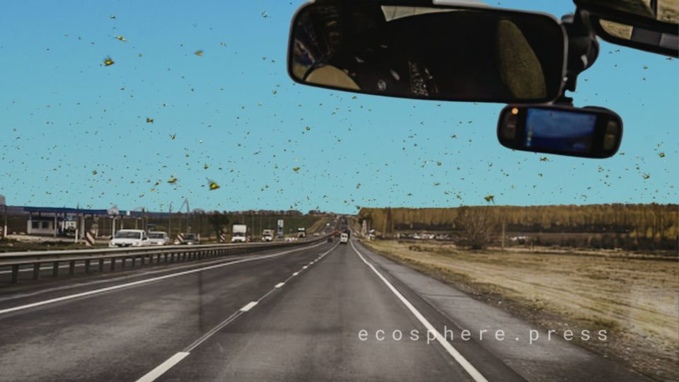 На лобовых стеклах