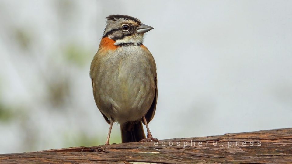 a rufous collared sparrow