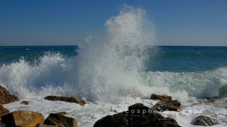 микробиом море