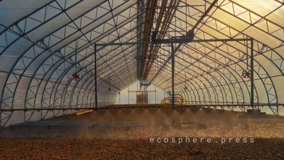 вырастить 550 тысяч лесных сеянцев